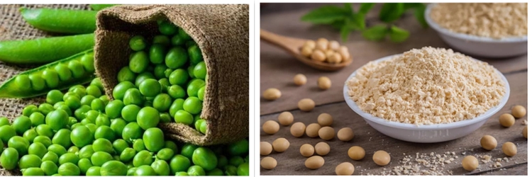 What is organic pea protein.jpg